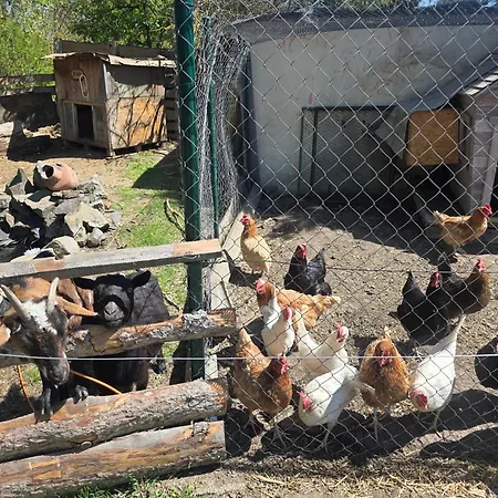 Alloggio per agriturismo Farm Nh Stables Nyrany