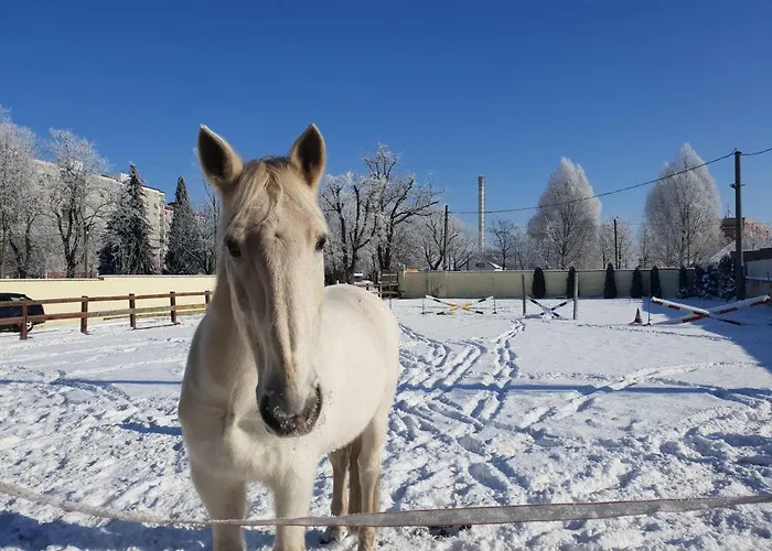 ファームステイ Farm Nh Stables